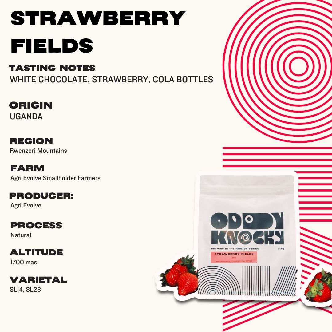 Strawberry Fields coffee packaging featuring tasting notes and details from Uganda's Rwenzori Mountains.